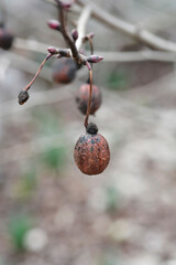 Handkerchief tree branch with seeds