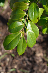 Camellia leaves
