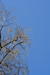 Common birch branches against blue sky