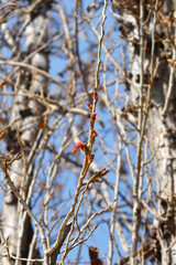 Lombardy poplar branch with flowers
