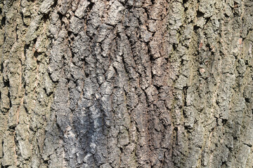 English oak bark detail