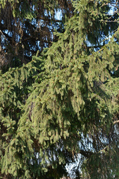 Norway spruce branches