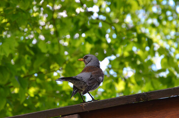 Fieldfare bird (Turdus pilaris) sits on the wooden fence against greenery spring trees branches...