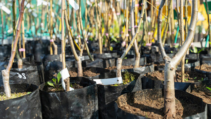 young plant seedlings in a plant nursery