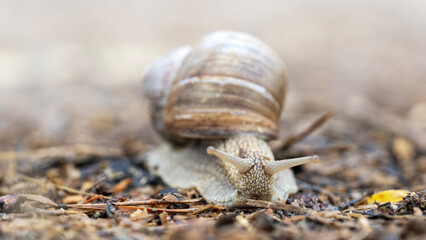 slug on a forest path in