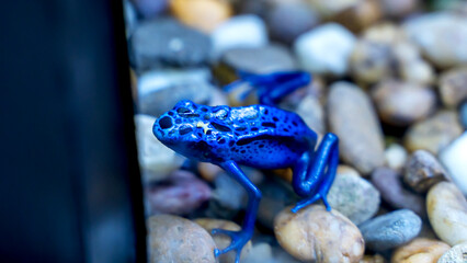blue frog in the aquarium