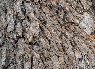 Brown tree bark macro close up texture background. Old Wood Tree Texture Background Pattern.