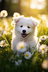 Adorable Puppy in Flower Field