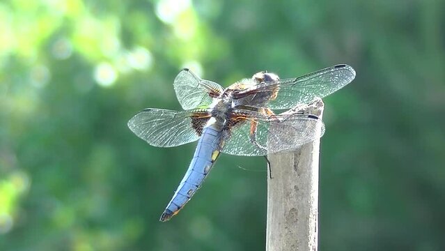 Blue dragonfly Libellula depressa, Broad-bodied chaser sits on top of wooden stake in garden on sunny warm day - close-up shot. Topics: natural environment, fauna, season