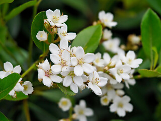 シャリンバイの白い花