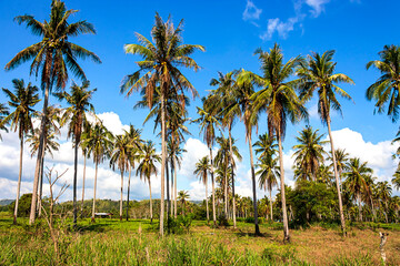 Tree coconut  and blue sky