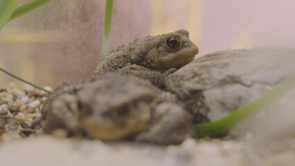 Closeup of two toads sitting in glass tank at zoo. Selective focus on frog in aquarium. 
