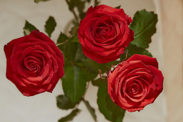 Red rose flowers in the sunlight on a light background, close-up