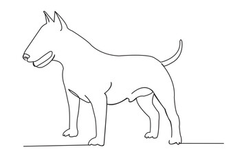 dog bull terrier