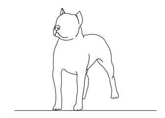 dog staff bull terrier