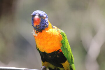 red and yellow macaw ara ararauna Green parrot - colored parrot - red parrot - yellow parrot