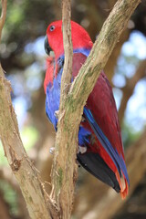 red billed hornbill -Green parrot - colored parrot - red parrot - yellow parrot