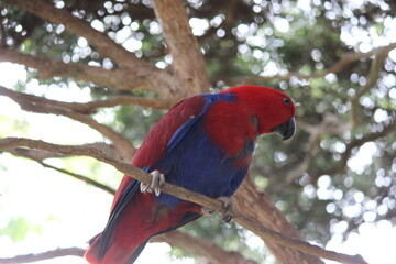 red and blue macaw - Green parrot - colored parrot - red parrot - yellow parrot