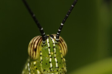 grasshopper eye