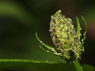Aphids on a leaf