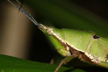 grasshopper on a leaf