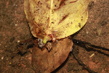 Myrmarachne plataleoides