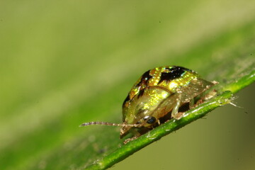 golden ladybug