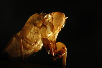 cicada 's shell