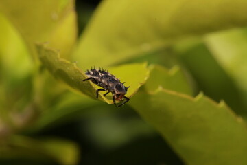 Fototapeta premium caterpillar stage of ladybug