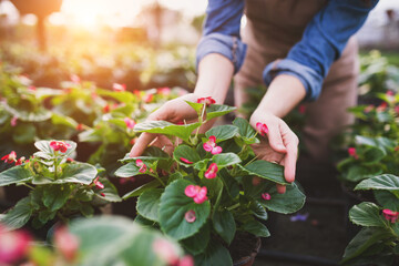 Small greenhouse business. Gardener holding bedding plant, flower with pink blooms.