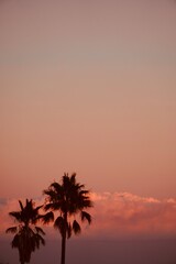 Silhouettes of palm trees in beautiful orange,pink sky on coast.