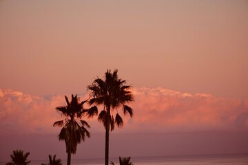 Silhouettes of palm trees in beautiful orange,pink sky on coast.