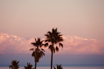 Silhouettes of palm trees in beautiful orange,pink sky on coast.