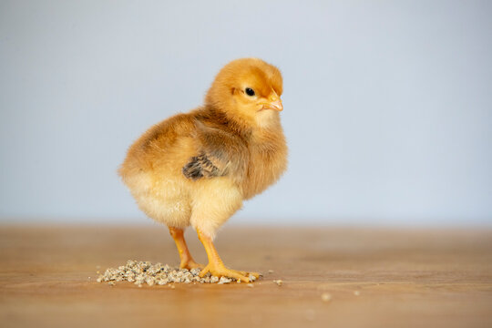 Gros plan d'un poussin roux debout sur des pellets plac&eacute;s sur une table en bois
