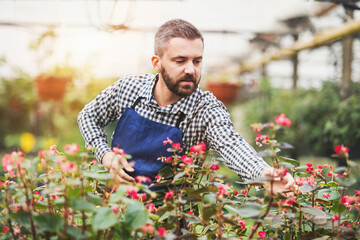 Small greenhouse business. Gardener inspecting flowers and seedlings, standing in the middle of plants.