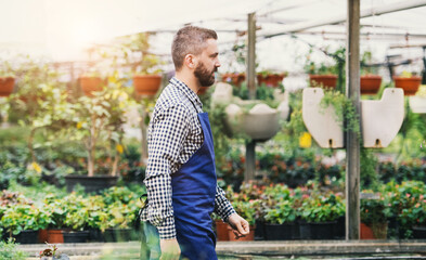 Small greenhouse business. Gardener inspecting flowers and seedlings, walking in the middle of plants.