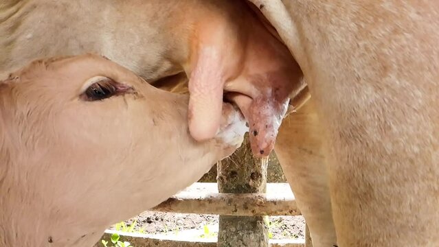 Calf suckling on the cow's teat - mother's love in action