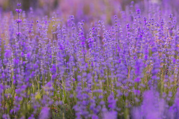 Purple lavender flower field close-up