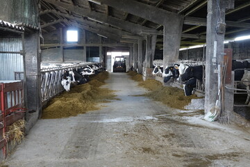 A large barn with cows in it