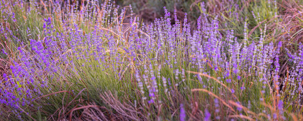 Purple lavender field close-up banner