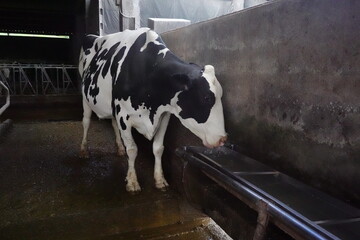 A cow is standing in a pen with a trough of water