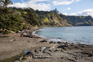 The beach of Goat Island Marine Reserve, Leigh, Rodney District, New Zealand.