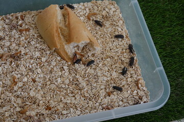 mealworm farm transformed into a beetle. tenebrio worm killed and transformed into a pupa.
