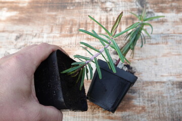 man's hand holding Euphorbia lathyris, rodent repellent plant. mole weed against moles. spurge.