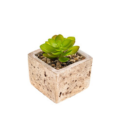 Artificial succulent plant in ceramic pot isolated on white
