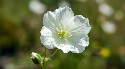 Obraz premium fresh, pure white cosmea flowers in the rock, beautiful blooming summer flowers and plants, White Flowers in Caucasus Mountains reserve growing on stones, White Flower of Cosmos in Full Bloom