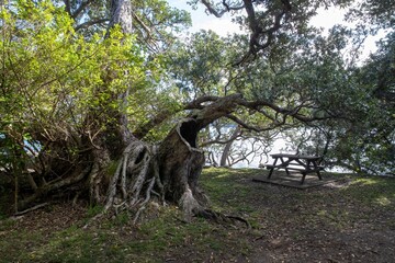 An old giant Pohutukawa tree and picnic beanch. Ti Point, Leigh, Rodney District, New Zealand.
