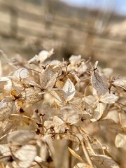 Dry hydrangea flowers in nature. Close-up photo.