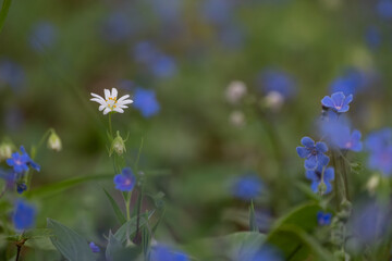 Blue verbena blooms in the secluded corners of the forest in spring.  lue eyed mary , Omphalodes verna, Dont Forgot Me Flowers -Kumru- Türkiye