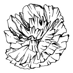 Vector set of elements with hand drawn peony poppy flowers. Isolated on white background. Botanical graphic illustration. Design for invitations, wedding, love or greeting cards, paper, print, textile